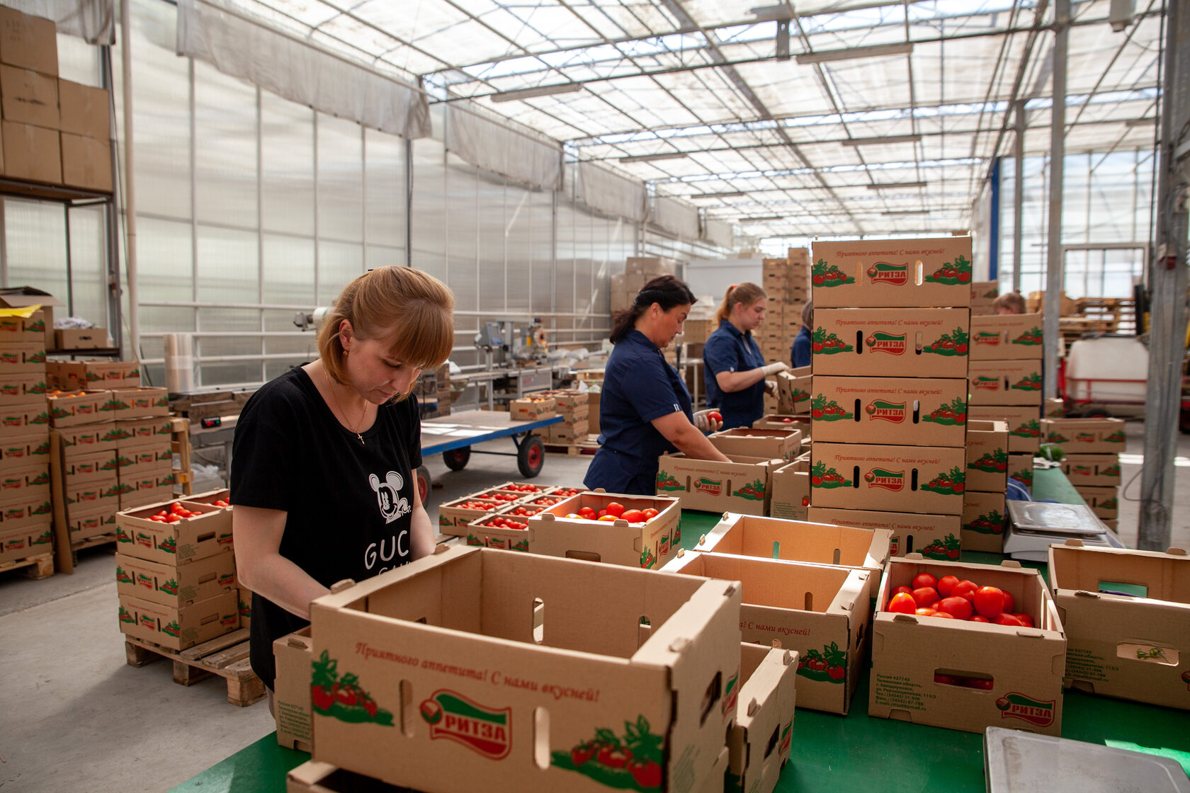 Почему помидоры в магазинах не пахнут и где купить самую вкусную руколу -  20 июля 2021 - 72.ру